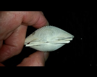 May include: A white, fan-shaped seashell with intricate, radial patterns. The shell is held open, revealing its interior. The background is black, highlighting the shell's delicate structure and color.