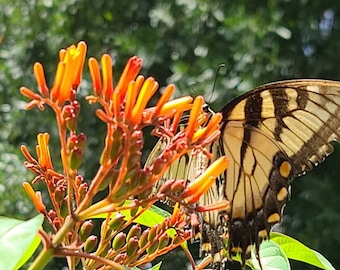 1 Firebush Starter Plant,Yellow Orange Tubular Flowers Attracts Butterflies Hummingbirds Hamelia patens butterfly subtropical  1  1/2" tall