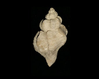 May include: A fossilized seashell with a light brown color and a spiral shape. The shell has a rough texture and appears to be very old.