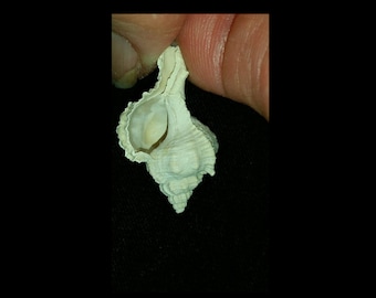 May include: A white seashell with a spiral shape and a textured surface. The shell is open and the inside is visible.