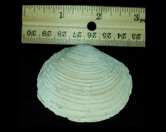 Florida fossil / fossilized whole Armimiltha disciformis shells bivalve shell Bermont Formation - Charlotte County Florida byn35