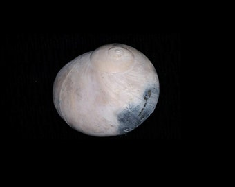 Florida fossilized / fossil moon snail -sea shell Naticidae gastropod mollusk Caloosahatchee formation of Southwest Florida mnn37