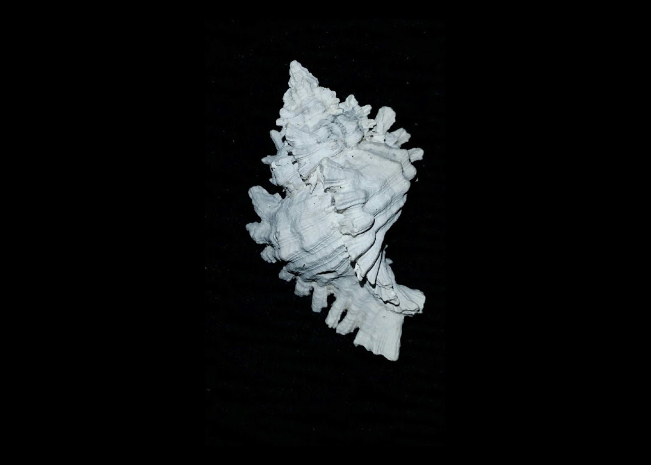Fossil / Fossilized Florida Muricidae Murex Sea Shell Mollusk Great ...