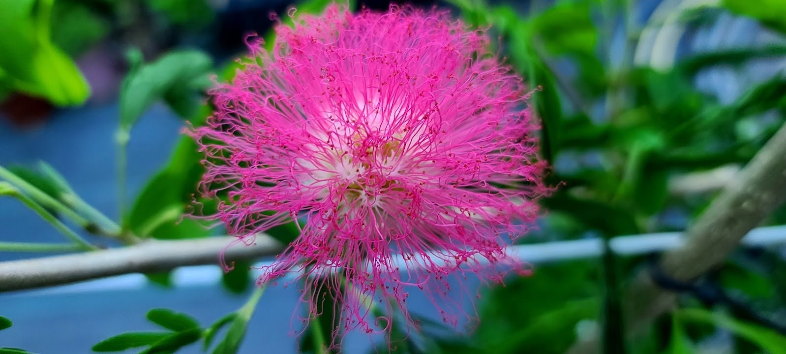 4 to 4 -1/2' Pink Powderpuff Calliandra Tree Tropical Flowers Powder ...