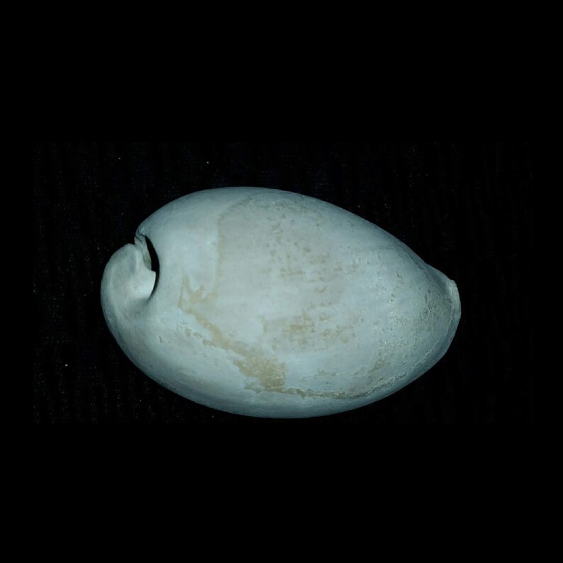Florida Fossil Cypraea Cowrie Sea Shell Natural Color - Etsy