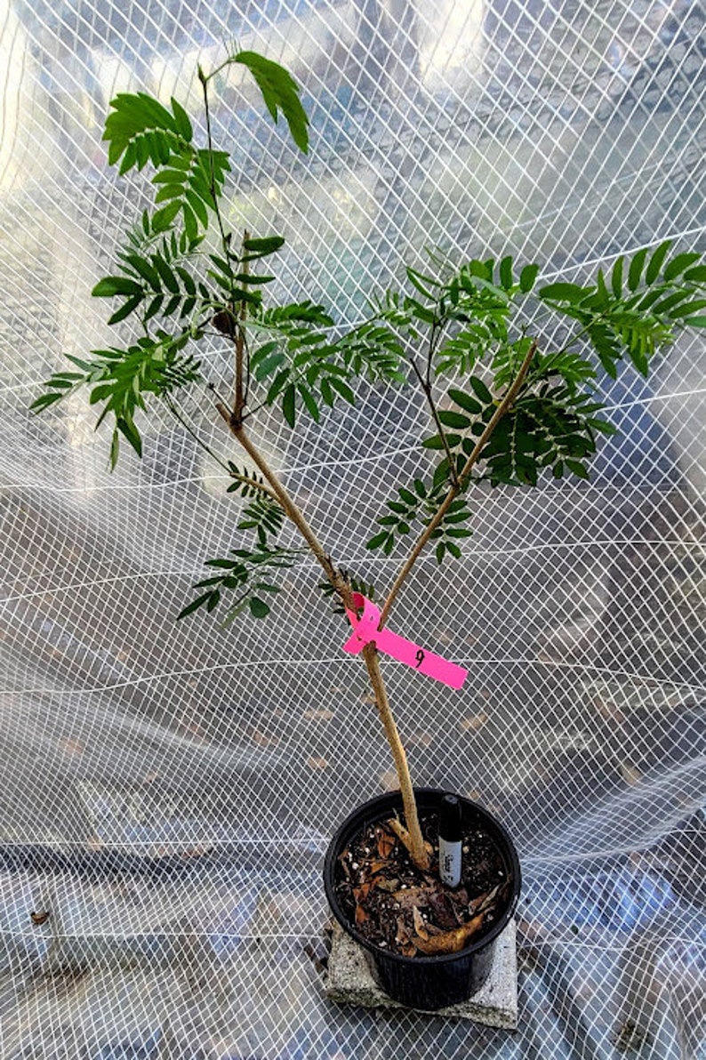 ArrowheadsDirect Powderpuff Calliandra Tree - Thumbnail 4
