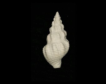 Florida fossil Cymatophos lindae shell fossilized gastropod Buccindae Cymatophos lindae bcl34