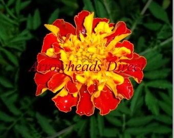May include: A close-up of a red and yellow marigold flower with water droplets on the petals. The flower is in focus, while the green foliage behind it is blurred.