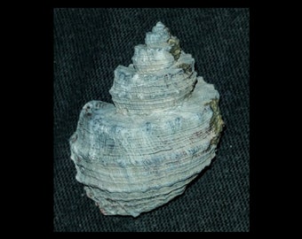Blue Fossil / Fossilized Trigonostoma tenera sea shells gastropod mollusk collectors add to your collection own a piece of the past myn68
