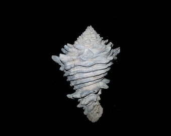 May include: A gray, spiraled seashell with a textured surface. The shell is shaped like a cone and has a pointed tip.