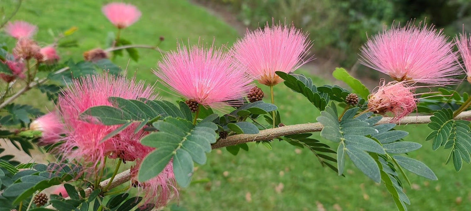 4 to 4 -1/2' Pink Powderpuff Calliandra Tree Tropical Flowers Powder ...
