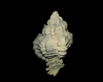 May include: A white and gray layered rock formation resembling a coral or a seashell. The rock has a rough, textured surface and appears to be made of multiple layers.