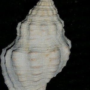 Fossil / Fossilized Buccinidae Gemophos maxwelli Florida sea shell mollusk collectors add to your collection own a piece of the past bgm32 image 3