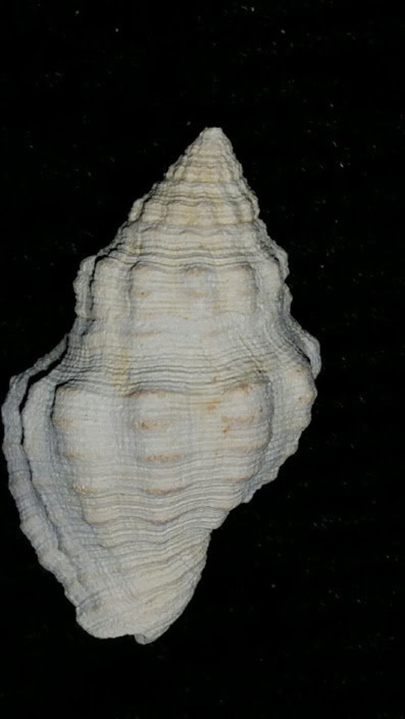 Fossil / Fossilized Buccinidae Gemophos maxwelli Florida sea shell mollusk collectors add to your collection own a piece of the past bgm32 image 3