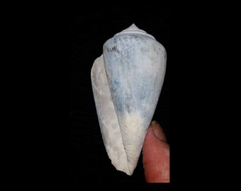 Blue & White Fossil / Fossilized left handed Cone Conidae sea shells gastropod mollusk invertebrates Florida Caloosahatchee Formation cne35