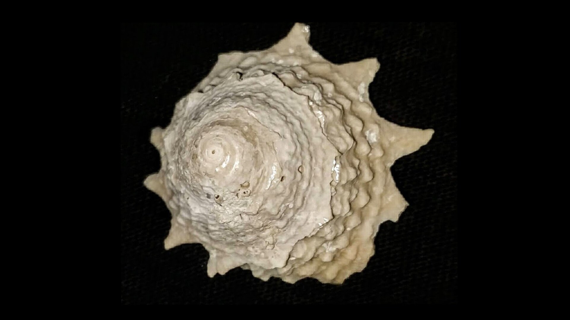 Astraea basilis Fossilized / Fossil Florida fossil sea shell quality gastropod shell  shell invertebrates syn79