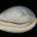 Florida Fossil Cypraea Cowrie Sea Shell Beautiful Color Fossilized ...