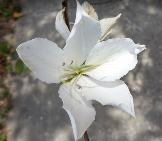 Tropical White Orchid Tree Seedlings 3 Trees In One Non Woven Etsy