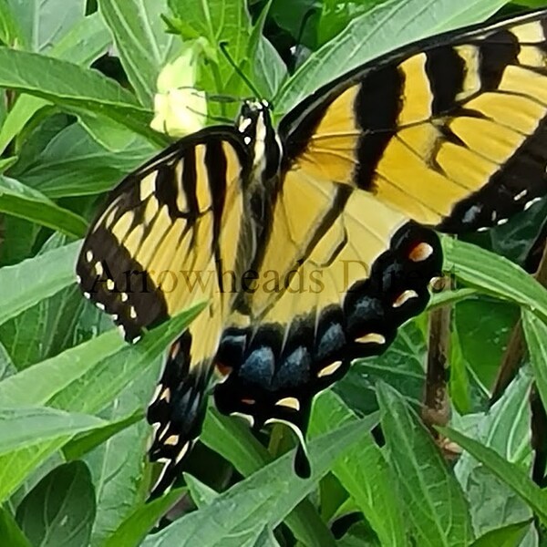 Mexican Petunia Etsy