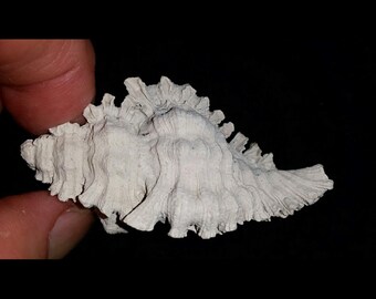 May include: A white, intricately textured seashell with a ruffled edge. The shell has a natural, weathered appearance.