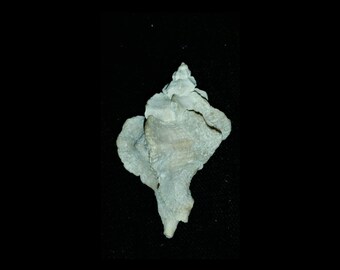 May include: A light gray seashell with a unique, intricate, and textured surface. The shell has a pointed top and a wide, rounded base.