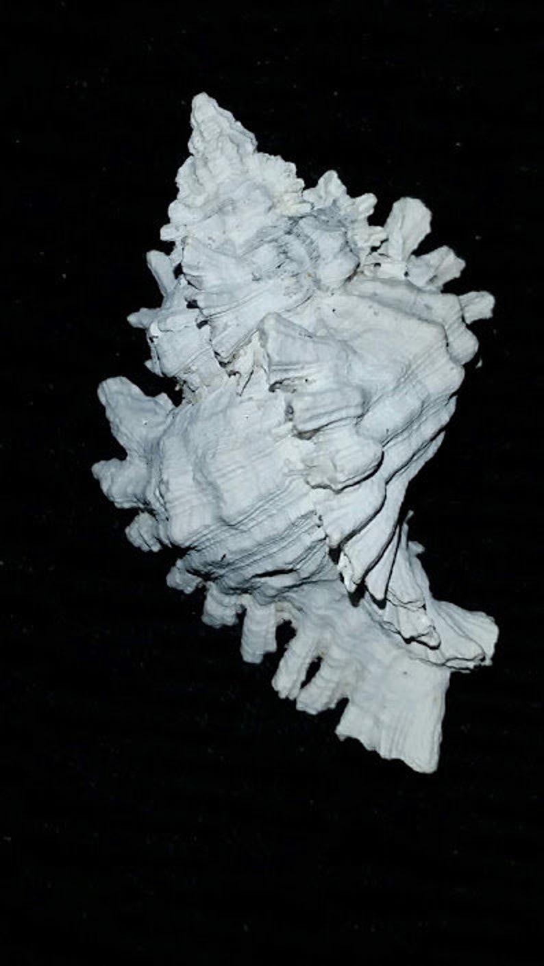 Fossil / Fossilized Florida Muricidae Murex Sea Shell Mollusk Great ...