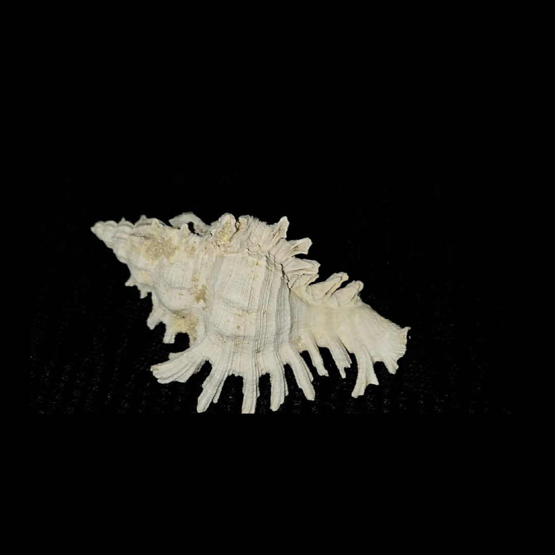 Fossilized Florida Fossil Muricidae Murex Sea Shell Natural Color Great ...