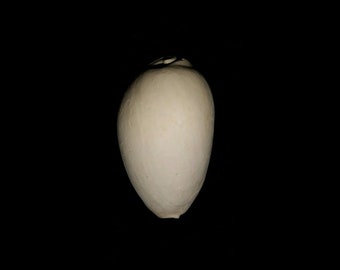 May include: A smooth, white seashell with a rounded shape. The shell has a small opening at the top.