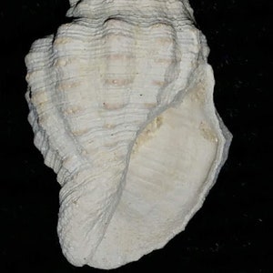 Fossil / Fossilized Buccinidae Gemophos maxwelli Florida sea shell mollusk collectors add to your collection own a piece of the past bgm32 image 5