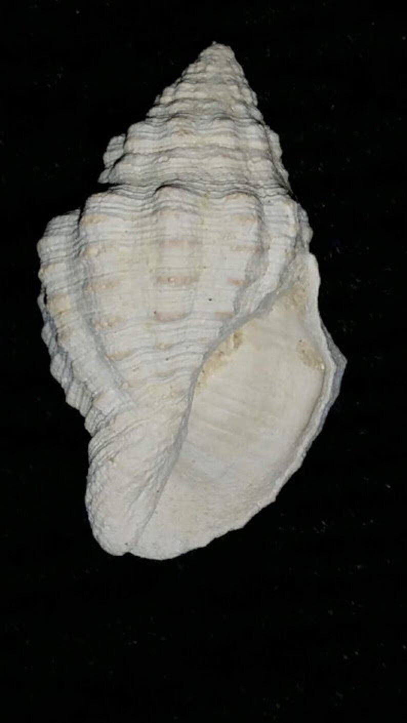Fossil / Fossilized Buccinidae Gemophos maxwelli Florida sea shell mollusk collectors add to your collection own a piece of the past bgm32 image 5