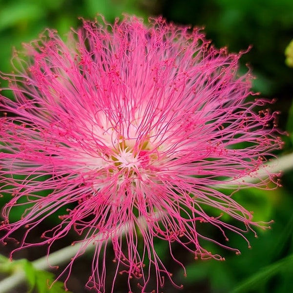 2 '  Pink Powderpuff Calliandra Tree Tropical Pink Flowers Powder Puff Plant Hummingbird  Butterfly & Bee approved flowering size #10