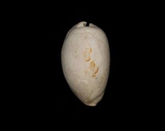 May include: A white seashell with a smooth, oval shape and a small opening at the top. The shell has a few brown markings on its surface.