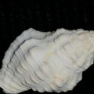 Fossil / Fossilized Buccinidae Gemophos maxwelli Florida sea shell mollusk collectors add to your collection own a piece of the past bgm32 image 2
