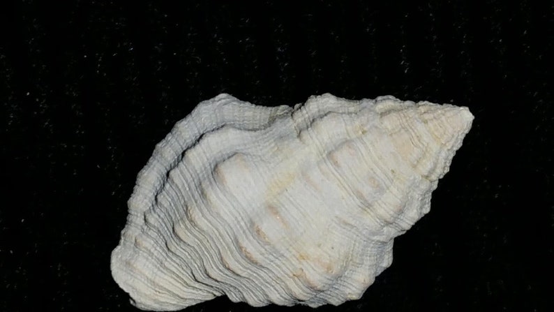 Fossil / Fossilized Buccinidae Gemophos maxwelli Florida sea shell mollusk collectors add to your collection own a piece of the past bgm32 image 2
