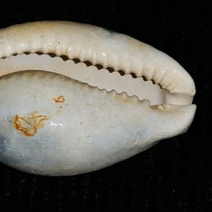 Florida Fossil Cypraea Cowrie Sea Shell Beautiful Color Fossilized ...