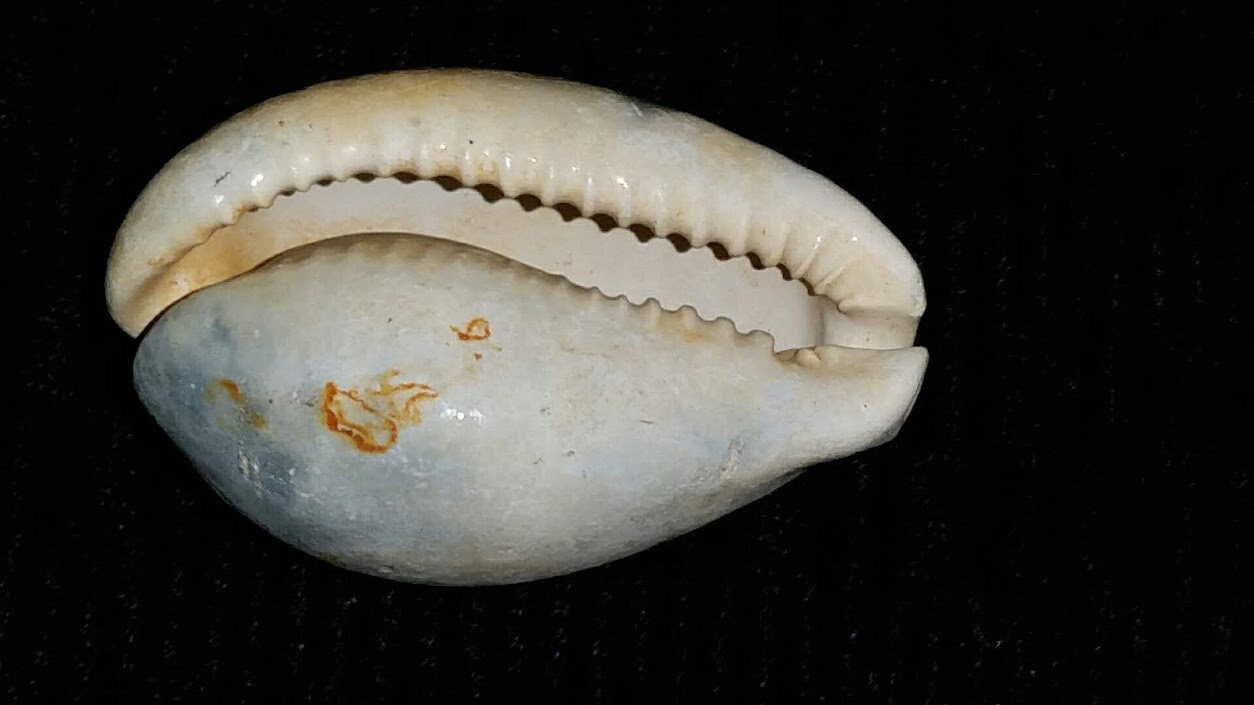 Florida Fossil Cypraea Cowrie Sea Shell Beautiful Color Fossilized ...