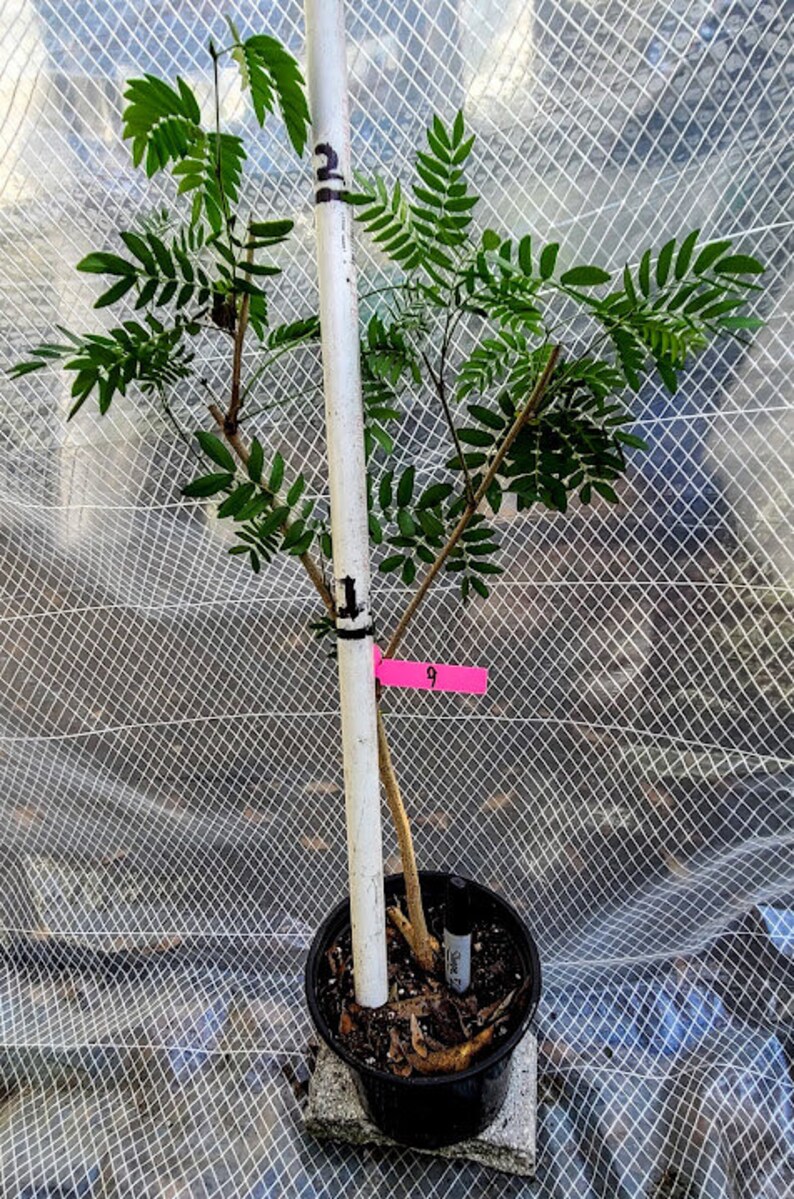 2 ' Pink Powderpuff Calliandra Tree Tropical Pink Flowers Powder Puff ...