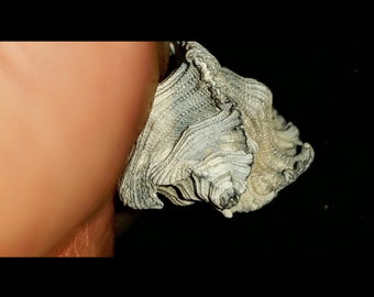 May include: A close-up of a large, white, textured seashell with a spiral shape. The shell has a rough, uneven surface and appears to be made of layers of material.