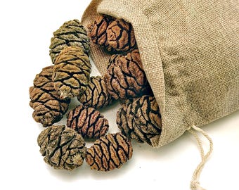 Pacific Northwest Natural Sequoia Cones - Home Decor, Seasonal Decor and Wedding Decor