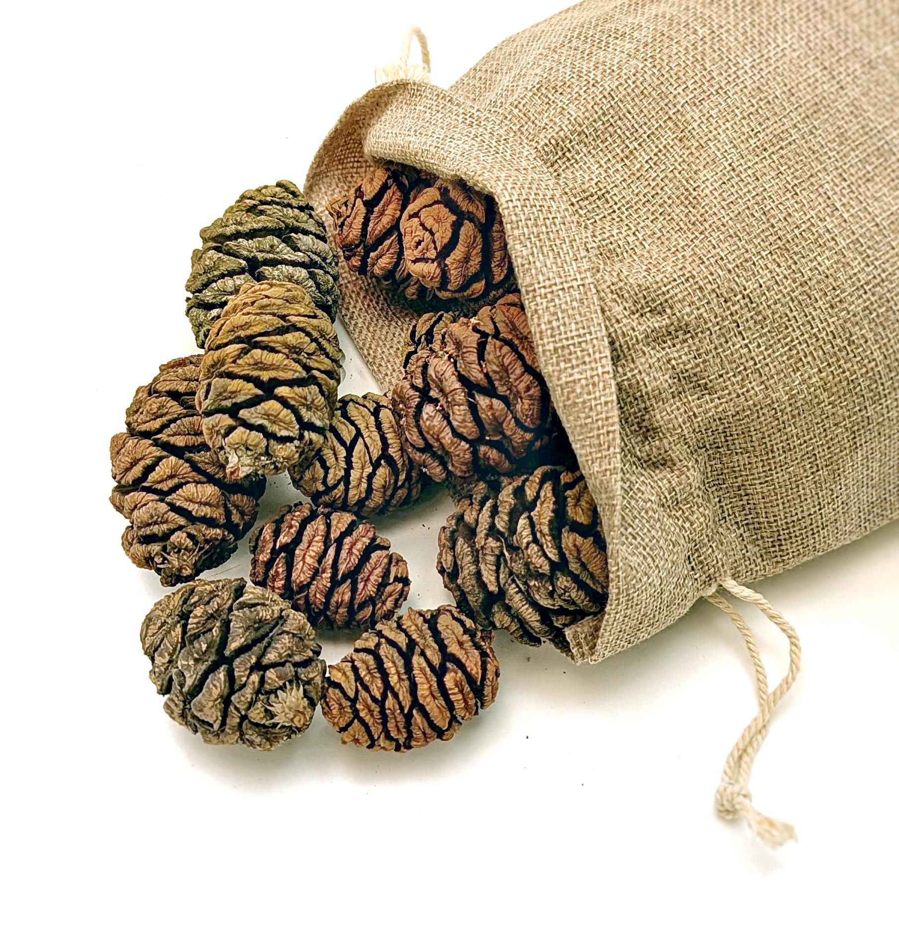 Sequoia tree seeds - Etsy 日本