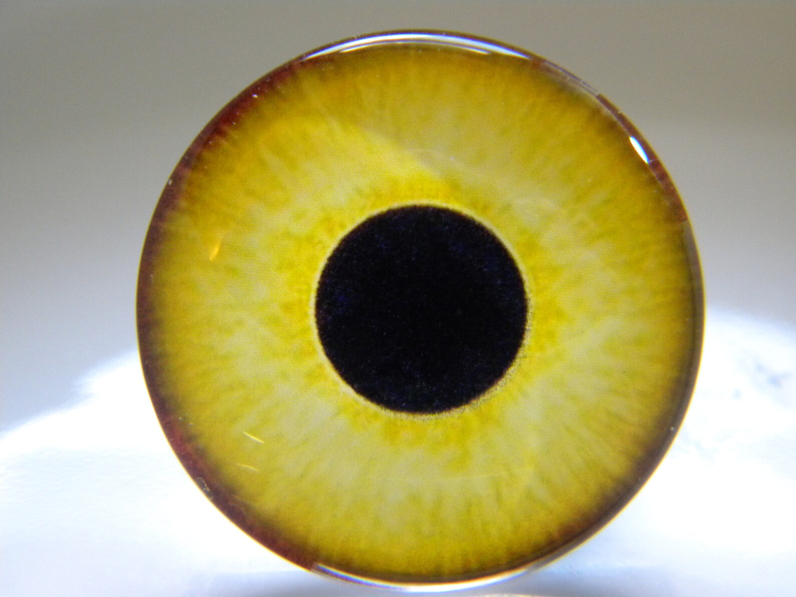 Glass Eyes Owl Eyes Bird Eyes Yellow Eyes Yellow Owl Eyes Etsy
