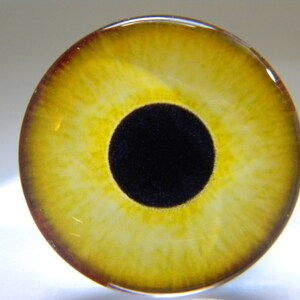 May include: A close-up of a yellow and black eye. The iris is a vibrant yellow with darker yellow and brown accents around the edges. The pupil is a deep black circle. The eye is round and appears to be made of glass or resin.