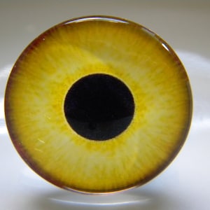 May include: A close-up of a round, yellow eye with a black pupil. The iris has a textured pattern with shades of yellow and brown. The eye is set against a white background.