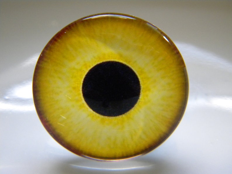 May include: A close-up of a round, yellow eye with a black pupil. The iris has a textured pattern with shades of yellow and brown. The eye is set against a white background.