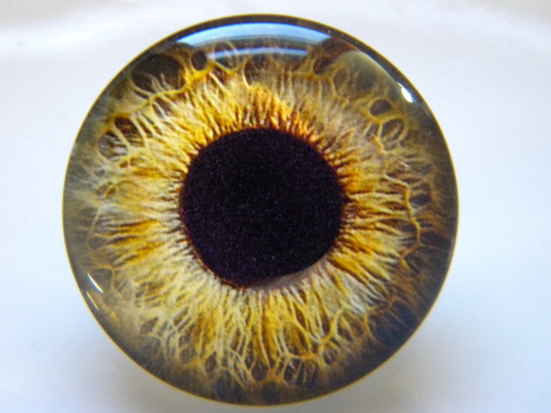 Glass Eyes Gold Eyes Doll Eyes Taxidermy Eyes Realistic Etsy