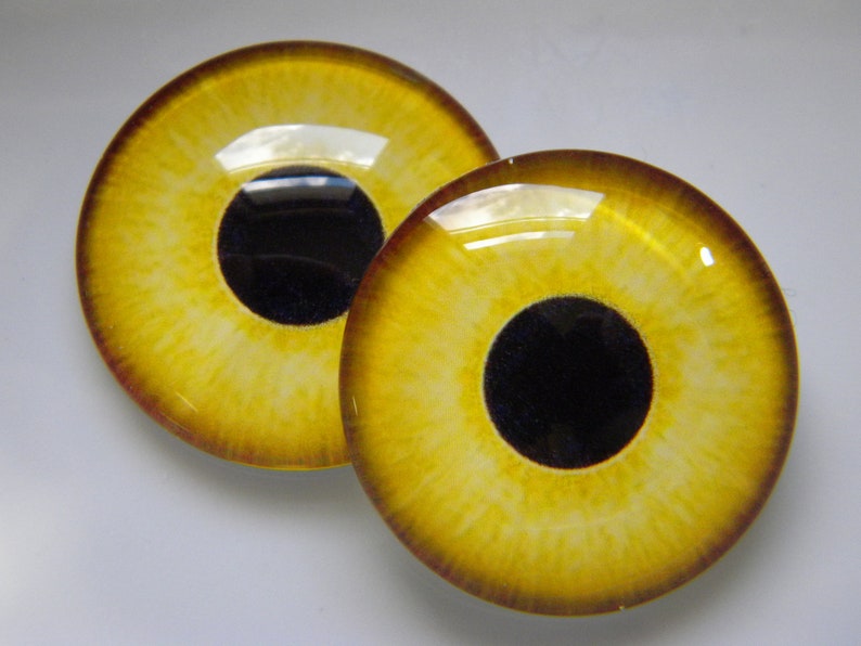 May include: Two round, glass eye cabochons with a yellow iris and a black pupil. The iris has a textured appearance with a gradient from yellow to a darker brown around the edges. The eyes are set against a white background.