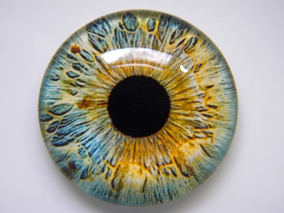 gold iris eye - Google Search  Gold eyes, Eye color, Yellow eyes