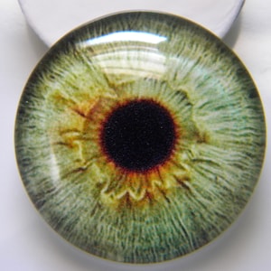 May include: Green, yellow, and orange eye with a black pupil. The eye is a glass cabochon, a round, dome-shaped piece of glass.