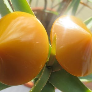 May include: Two large, round, amber-colored buttons with a pointed top. The buttons are shiny and have a smooth, glossy finish.