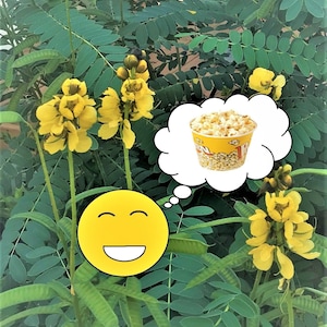 20/50/100 popcorn cassia seeds. (Senna didymobotrya, Cassia didymobotrya)